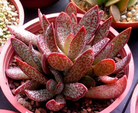 Adromischus - foto, cuidados, especie, descripción, propagación, planta de interior