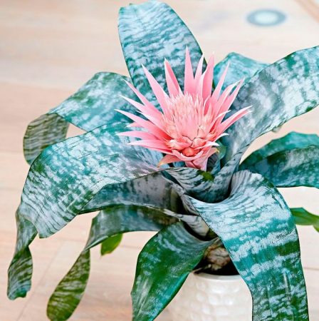 Aechmea – foto, cuidados, especie, descripción, propagación, planta de interior
