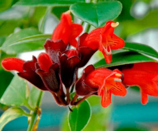 Aeschynanthus - foto, cuidados, especie, descripción, propagación, planta de interior