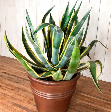 Agave - foto, cuidados, especies, descripción, propagación, planta de interior