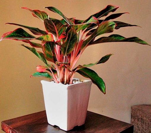 Aglaonema – foto, cuidados, especie, descripción, propagación, planta de interior