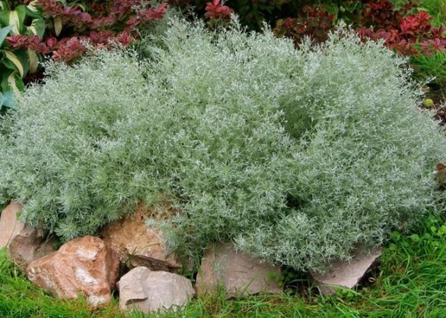 Ajenjo - foto, cuidados, especies, descripción, propagación