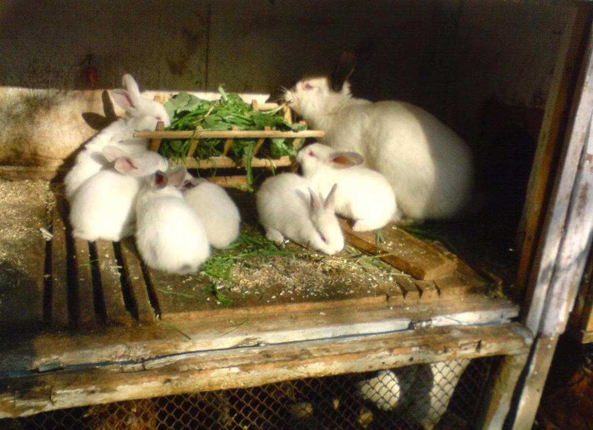 Los conejos comen hierba