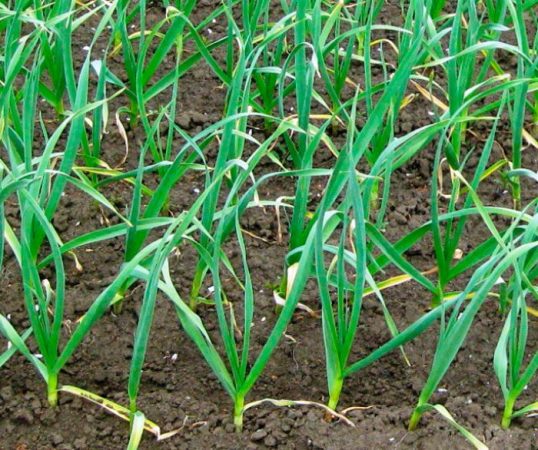 Ajo - foto, plantación, cuidados, cultivo.