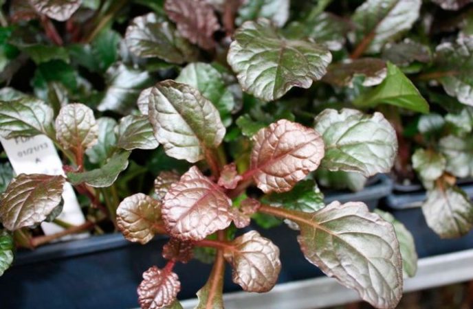 Ajuga - foto, cuidados, especie, descripción, reproducción