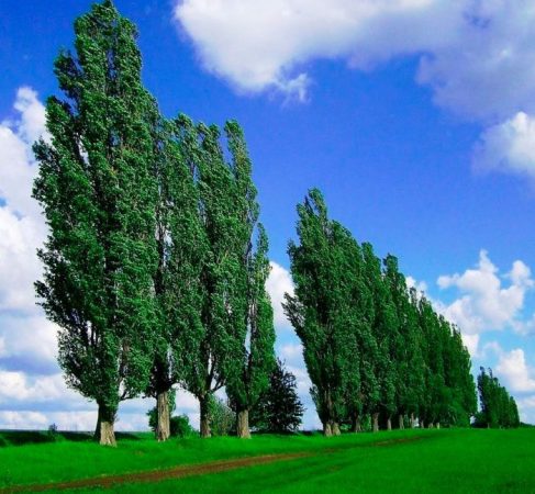 Álamo - foto, plantación, cuidados, cultivo, descripción, tipos
