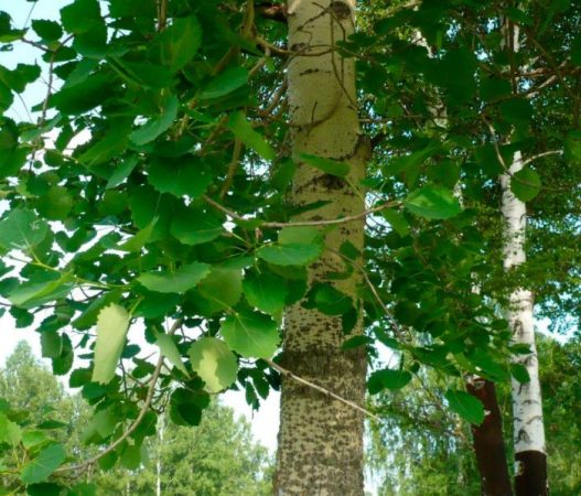 Álamo temblón - foto, plantación, cuidados, cultivo, descripción, tipos