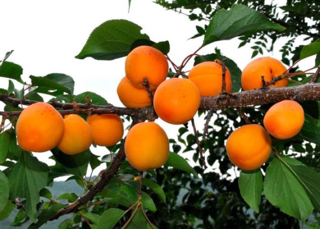 Albaricoque - foto, cuidados, tipos, descripción, propagación
