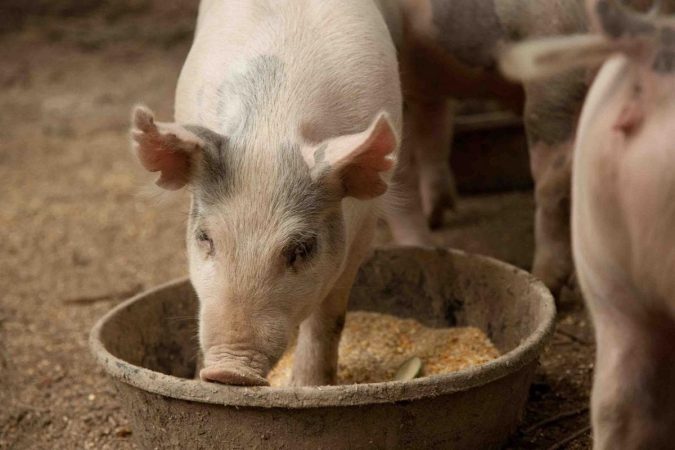 Alimentación de cerdos