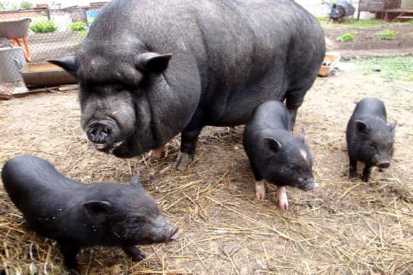 Alimentando a los cerdos vietnamitas