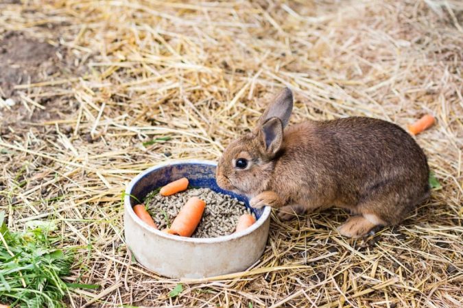 Alimentando a los conejos