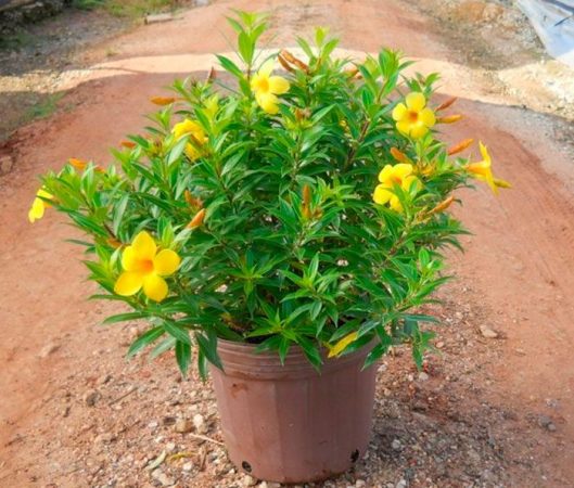 Allamanda - foto, cuidados, especie, descripción, propagación, planta de interior