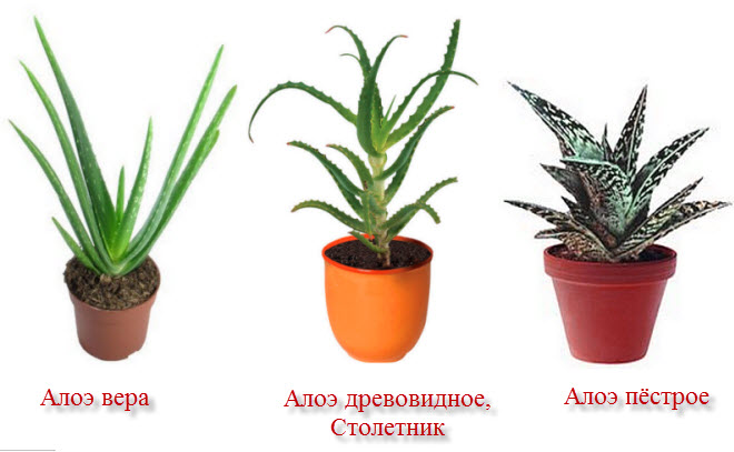 Aloe - foto, cuidados, tipos, descripción, propagación, planta de interior