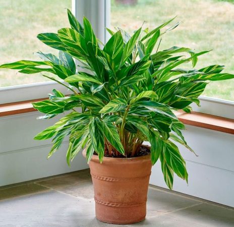Alpinia – foto, cuidados, especie, descripción, propagación, planta de interior
