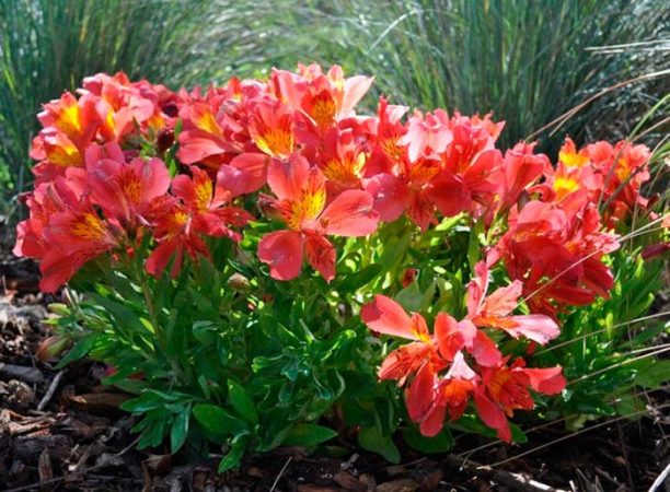 Alstroemeria - foto, cuidados, especies, descripción, reproducción