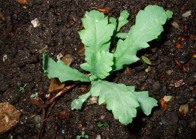 Amapola - foto, cuidados, tipos, descripción, reproducción