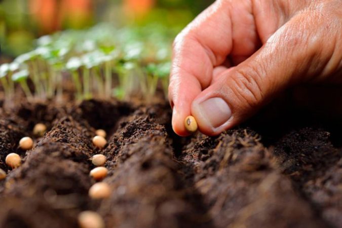 Amaranto – foto, cuidados, especies, descripción, propagación