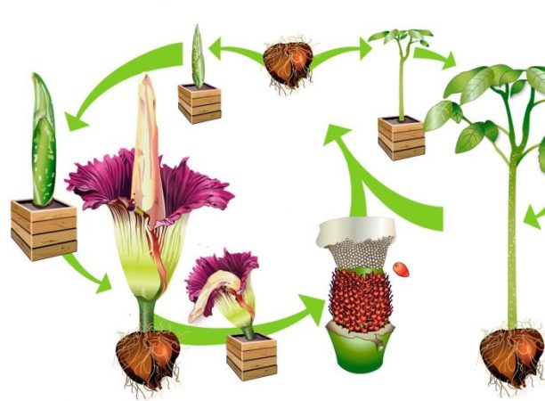 Amorphophallus – foto, cuidados, especie, descripción, reproducción, planta de interior