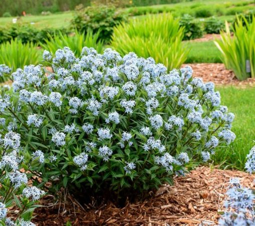Amsonia - foto, cuidados, especie, descripción, reproducción