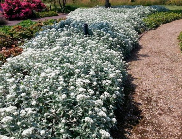 Anaphalis - foto, cuidados, especie, descripción, reproducción