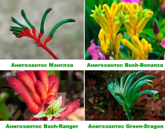 Anigozanthos (Patas de Canguro): foto, cuidados, especie, descripción, reproducción, planta de interior