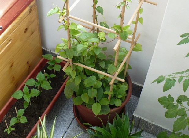 Anredera - foto, cuidados, especie, descripción, propagación, planta de interior