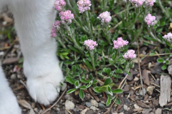 Antennaria (pata de gato) - foto, cuidados, especie, descripción, reproducción