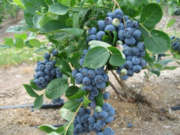Arándanos: foto, cuidados, tipos, descripción, propagación.