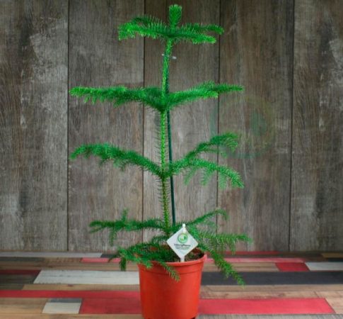 Araucaria - foto, cuidados, especie, descripción, propagación, planta de interior