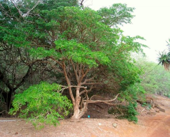 Árbol Bakout: foto, plantación, cuidados, cultivo, descripción, tipos