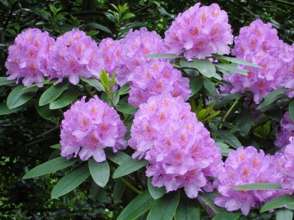 Arbustos que aman la sombra para el jardín: plantas perennes: foto, cuidados, tipos, descripción, reproducción.