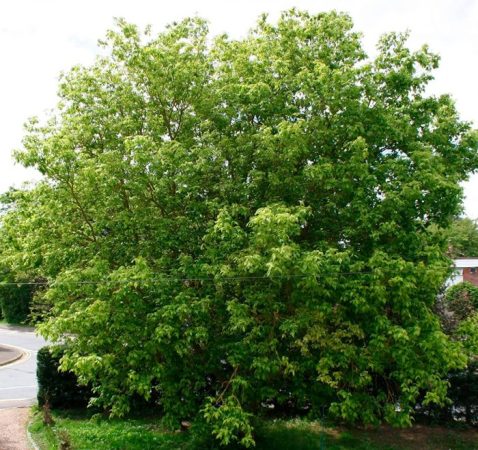 Arce americano (Box Elder): foto, plantación, cuidados, cultivo, descripción y tipos