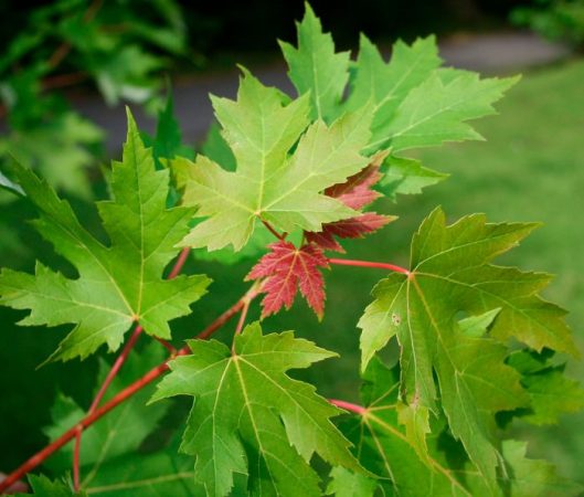 Arce canadiense: foto, plantación, cuidados, cultivo, descripción, tipos