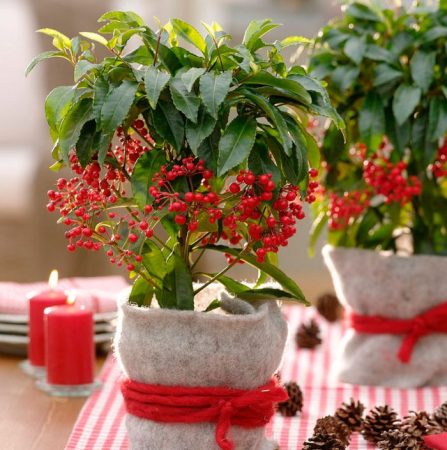 Ardisia - foto, cuidados, especie, descripción, propagación, planta de interior