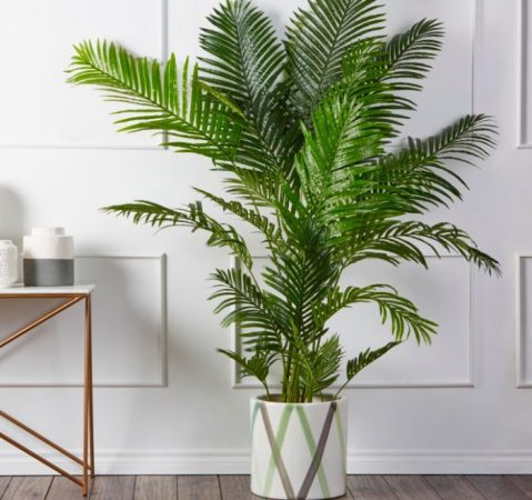 Areca - foto, cuidados, especie, descripción, propagación, planta de interior