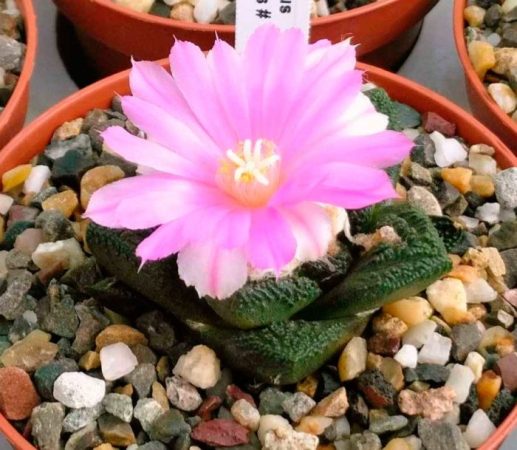 Ariocarpus - foto, cuidados, especie, descripción, propagación, planta de interior