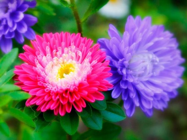 Asters - foto, cuidados, tipos, descripción, reproducción