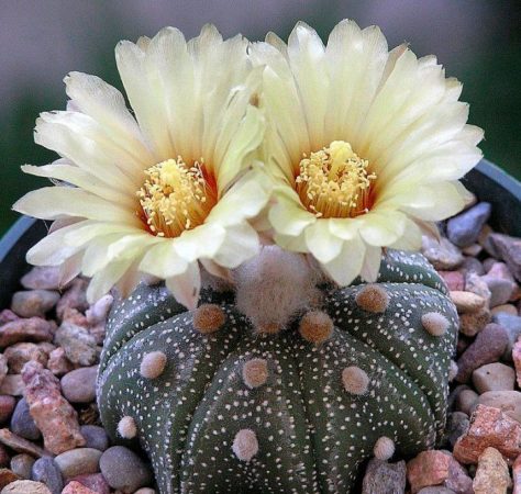 Astrophytum - foto, cuidados, especie, descripción, propagación, planta de interior