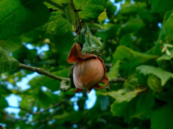 Avellano (avellano): foto, cuidados, especies, descripción, propagación