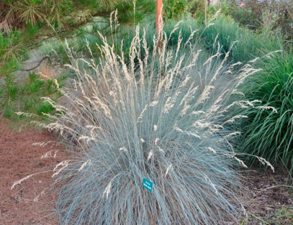 Avena - foto, cuidados, plantación, descripción, cultivo