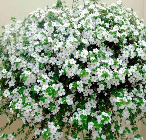Bacopa - foto, cuidados, especie, descripción, propagación, planta de interior