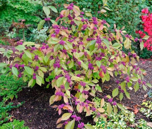 Beautyberry - foto, plantación, cuidados, cultivo, descripción, tipos