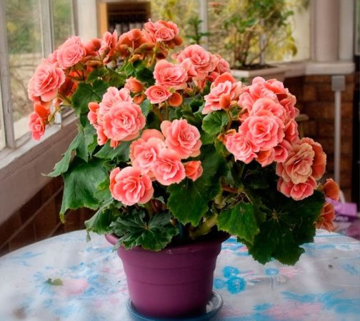 Begonia Elatior - foto, cuidados, especie, descripción, propagación, planta de interior