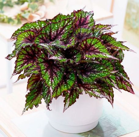 Begonia rex (Rex): foto, cuidados, especie, descripción, propagación, planta de interior