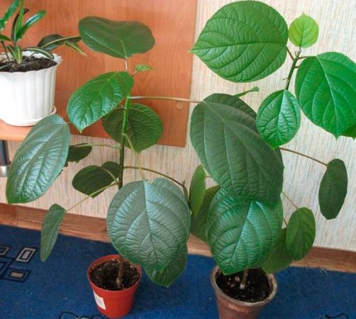 Bemeria – foto, cuidados, especie, descripción, propagación, planta de interior