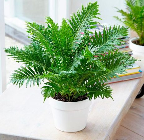 Blekhnum - foto, cuidado, especie, descripción, propagación, planta de interior