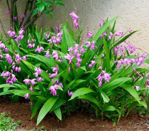 Bletilla - foto, cuidados, especie, descripción, reproducción
