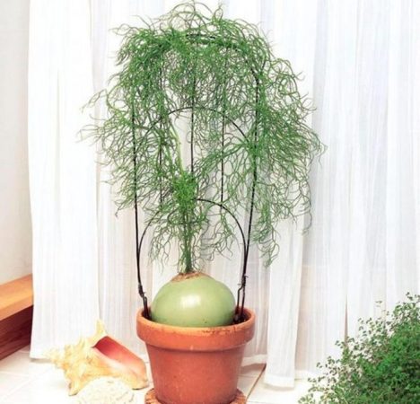 Boviea - foto, cuidados, especie, descripción, propagación, planta de interior