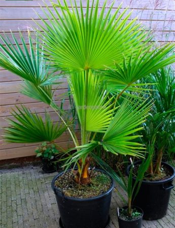 Brachea – foto, cuidados, especie, descripción, propagación, planta de interior