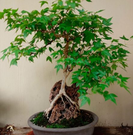 Brachychiton - foto, cuidados, especie, descripción, reproducción, planta de interior